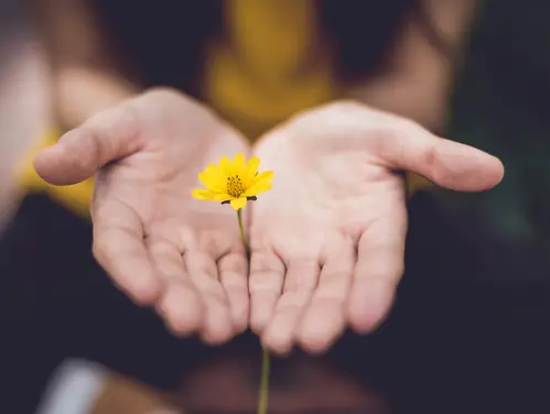 Two hands with upturned palms and a small yellow flower in them