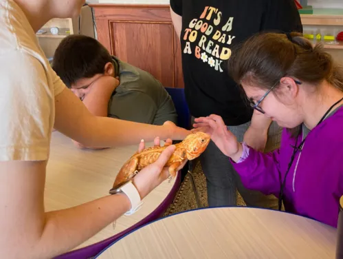 A girl wearing a purple jacket and glasses reaches out her hand to pet a bright orange bearded dragon