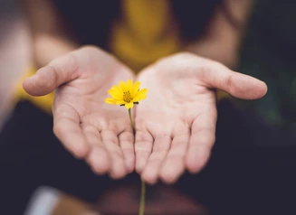 Two hands with upturned palms and a small yellow flower in them